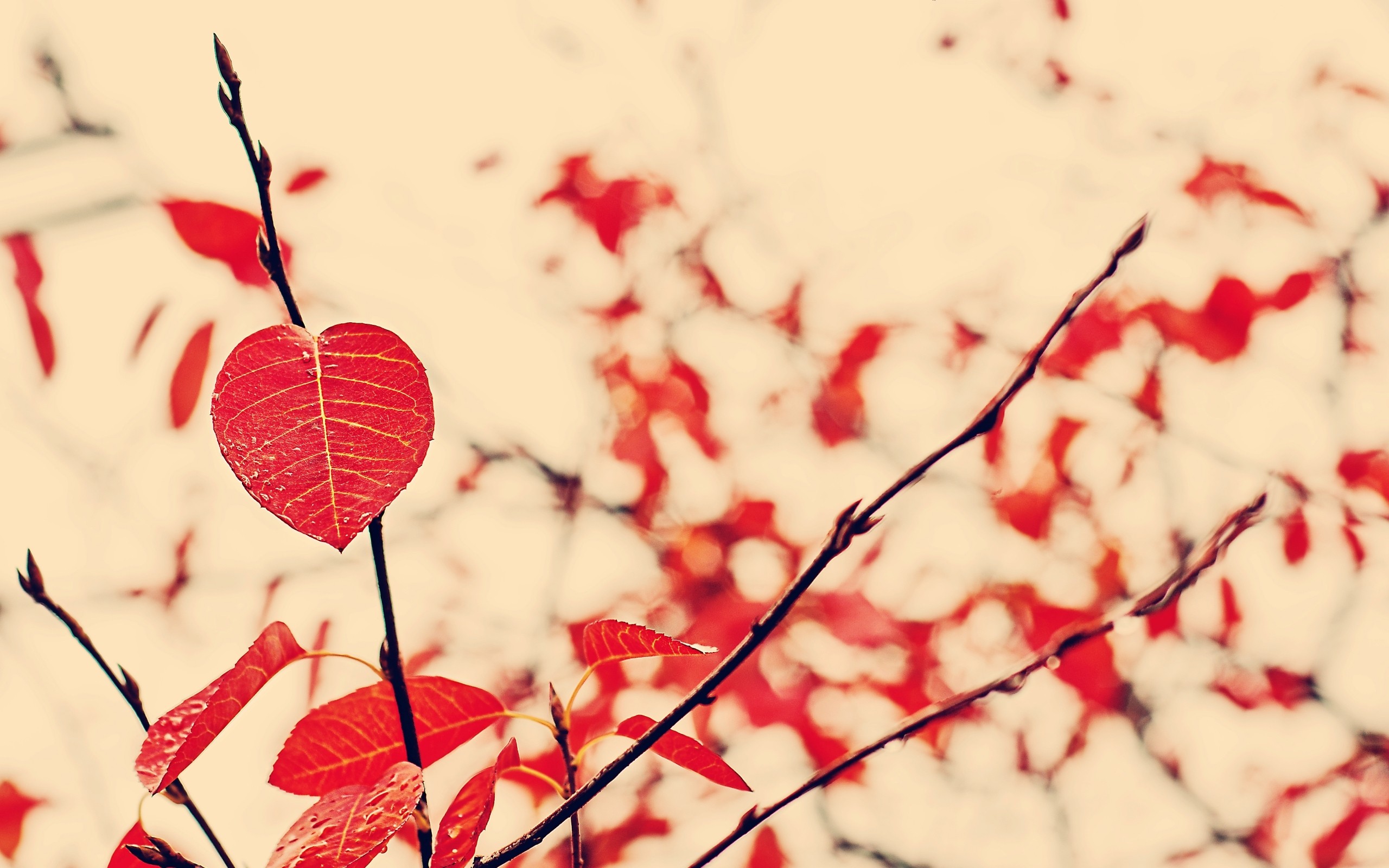 red-leaf-nature-hd
